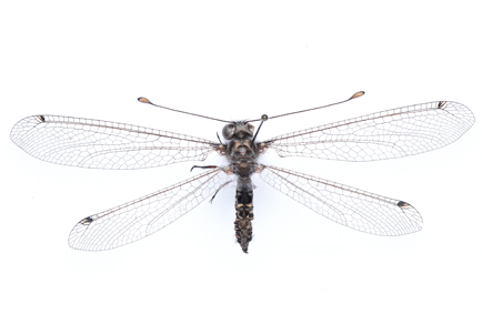 $publishedArticle->coverImageAltText