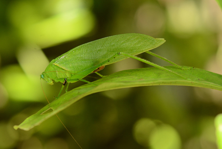 $publishedArticle->coverImageAltText