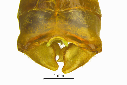 $publishedArticle->coverImageAltText