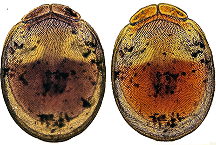 $publishedArticle->coverImageAltText