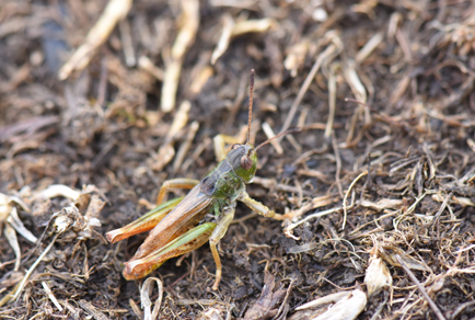 $publishedArticle->coverImageAltText