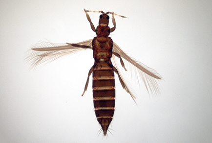 $publishedArticle->coverImageAltText