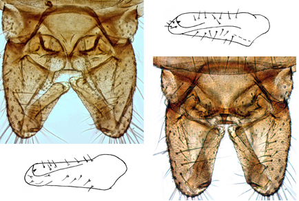 $publishedArticle->coverImageAltText