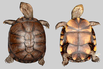 $publishedArticle->coverImageAltText