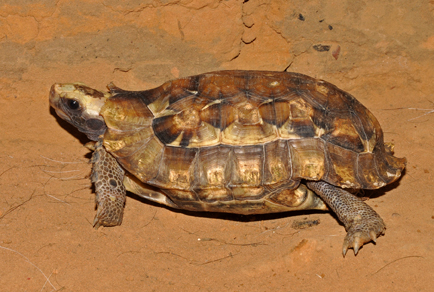 $publishedArticle->coverImageAltText