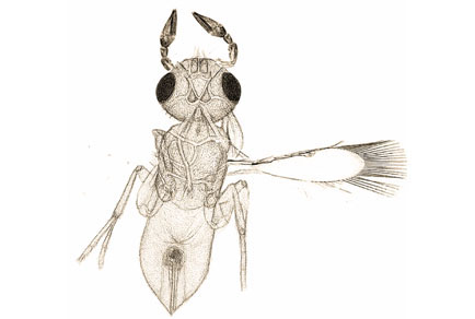 $publishedArticle->coverImageAltText