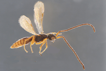 $publishedArticle->coverImageAltText