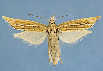 $publishedArticle->coverImageAltText