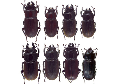 $publishedArticle->coverImageAltText