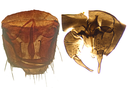 $publishedArticle->coverImageAltText