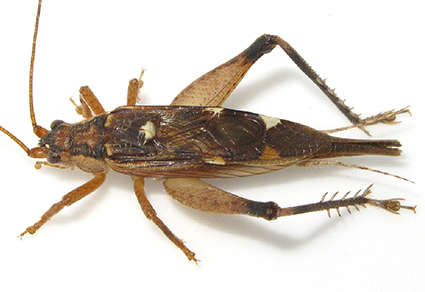 $publishedArticle->coverImageAltText