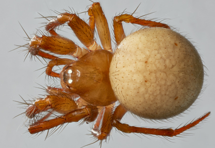 $publishedArticle->coverImageAltText