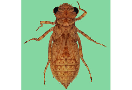 $publishedArticle->coverImageAltText