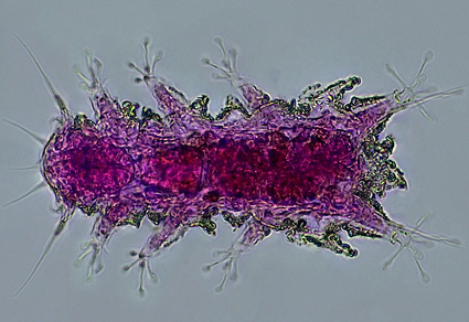 $publishedArticle->coverImageAltText