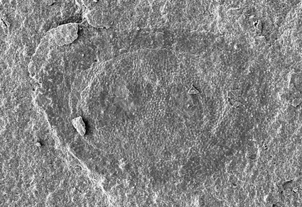 $publishedArticle->coverImageAltText