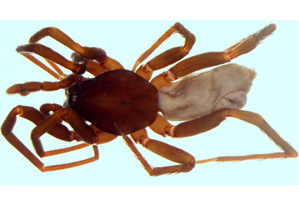 $publishedArticle->coverImageAltText