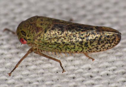 $publishedArticle->coverImageAltText