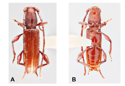 $publishedArticle->coverImageAltText