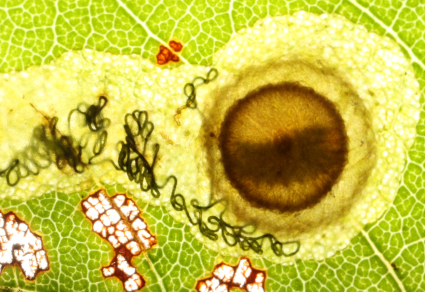 $publishedArticle->coverImageAltText