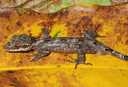 $publishedArticle->coverImageAltText