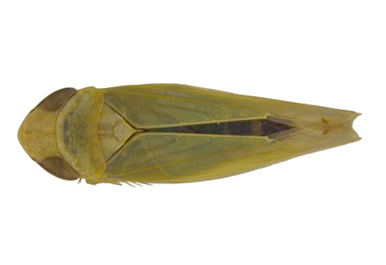 $publishedArticle->coverImageAltText