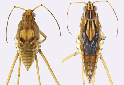 $publishedArticle->coverImageAltText