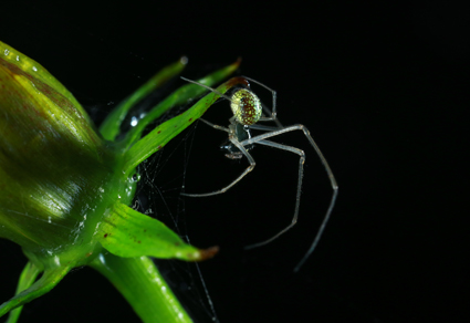 $publishedArticle->coverImageAltText