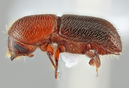 $publishedArticle->coverImageAltText