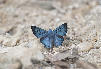 $publishedArticle->coverImageAltText