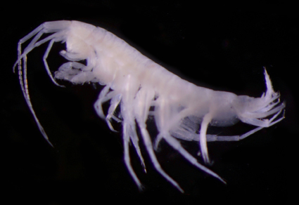 $publishedArticle->coverImageAltText