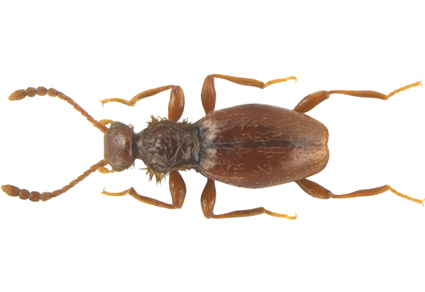 $publishedArticle->coverImageAltText