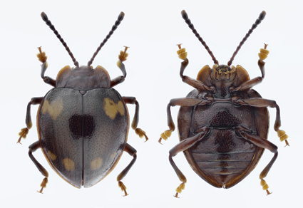 $publishedArticle->coverImageAltText