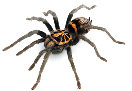 $publishedArticle->coverImageAltText