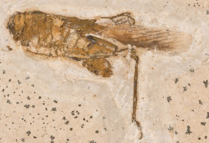 $publishedArticle->coverImageAltText