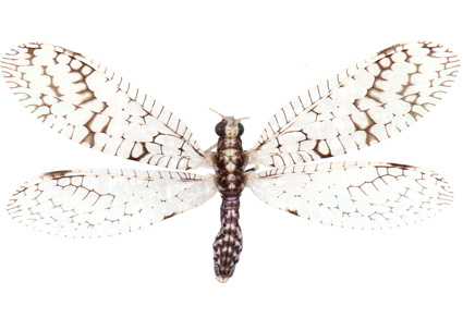 $publishedArticle->coverImageAltText