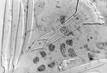 $publishedArticle->coverImageAltText