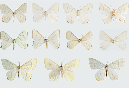 $publishedArticle->coverImageAltText