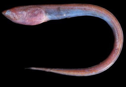 $publishedArticle->coverImageAltText