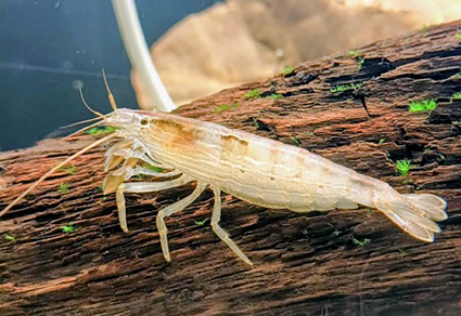 $publishedArticle->coverImageAltText