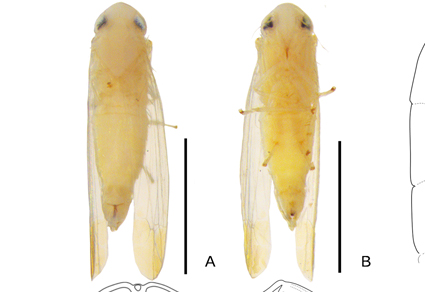 $publishedArticle->coverImageAltText