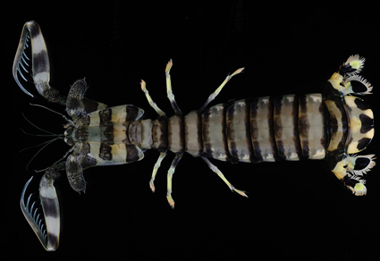 $publishedArticle->coverImageAltText