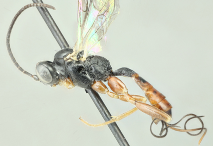 $publishedArticle->coverImageAltText