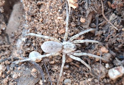 $publishedArticle->coverImageAltText