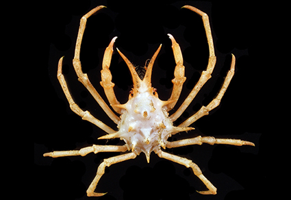 $publishedArticle->coverImageAltText