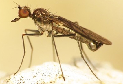 $publishedArticle->coverImageAltText