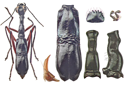 $publishedArticle->coverImageAltText