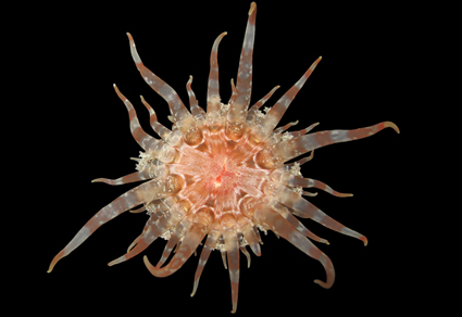 $publishedArticle->coverImageAltText