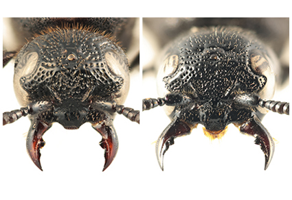 $publishedArticle->coverImageAltText