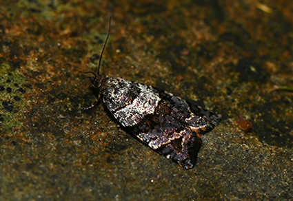 $publishedArticle->coverImageAltText