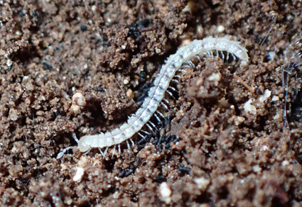 $publishedArticle->coverImageAltText